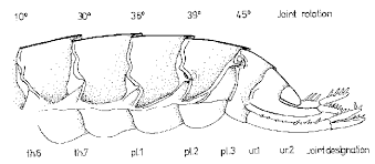 Attēlu rezultāti vaicājumam “Talitrus saltator”