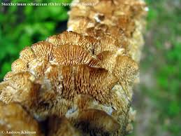 Attēlu rezultāti vaicājumam “Steccherinum ochraceum”