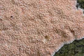 Attēlu rezultāti vaicājumam “Rhodonia placenta”