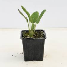 Image result for Meconopsis betonicifolia alba