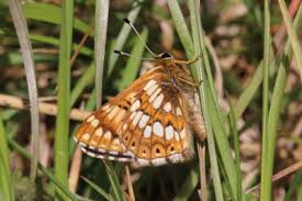 Attēlu rezultāti vaicājumam “Hamearis lucina underside”