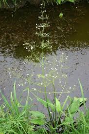 Attēlu rezultāti vaicājumam “Alisma plantago-aquatica leaf”