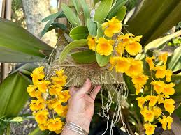 Attēlu rezultāti vaicājumam “Didymium aggregatum”