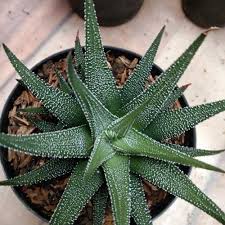 Image result for Haworthia