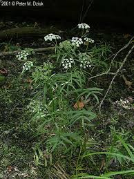 Attēlu rezultāti vaicājumam “Sium latifolium fruit”