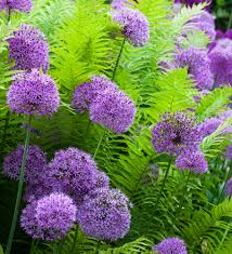 Attēlu rezultāti vaicājumam “Allium holandicum”