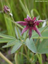 Attēlu rezultāti vaicājumam “Comarum palustre flower”