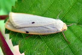 Attēlu rezultāti vaicājumam “Cybosia mesomella”