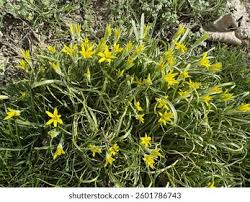 Attēlu rezultāti vaicājumam “Gagea lutea bud”