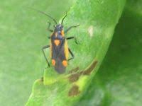 Attēlu rezultāti vaicājumam “Capsodes gothicus”