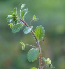 Attēlu rezultāti vaicājumam “Veronica persica fruit”