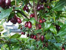 Attēlu rezultāti vaicājumam “Cornus mas fruit”