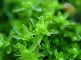 Attēlu rezultāti vaicājumam “Orthotrichum, Nyholmiella”