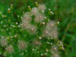 Attēlu rezultāti vaicājumam “Erigeron canadensis”