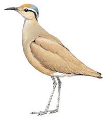 Image result for Cursorius cursor