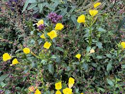 Attēlu rezultāti vaicājumam “Oenothera biennis flower”