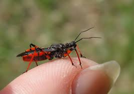 Attēlu rezultāti vaicājumam “Rhynocoris annulatus”