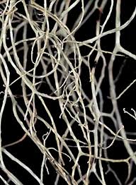 Attēlu rezultāti vaicājumam “Ramalina thrausta”