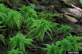 Attēlu rezultāti vaicājumam “Sphagnum squarrosum”