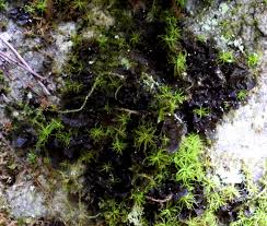 Attēlu rezultāti vaicājumam “Collema flaccidum”