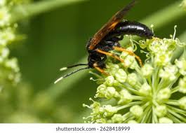 Attēlu rezultāti vaicājumam “Tenthredo campestris”