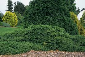 Attēlu rezultāti vaicājumam “Picea abies”