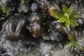 Attēlu rezultāti vaicājumam “Hemitrichia sordivesiculosa macro”