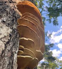 Attēlu rezultāti vaicājumam “Climacodon septentrionalis”