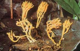 Attēlu rezultāti vaicājumam “Ramariopsis crocea”