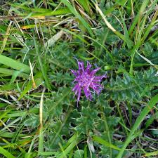 Attēlu rezultāti vaicājumam “Cirsium acaule leaf”