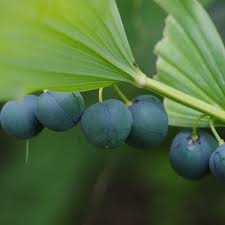 Attēlu rezultāti vaicājumam “Polygonatum verticillatum fruit”
