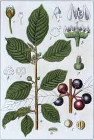 Attēlu rezultāti vaicājumam “Frangula alnus”