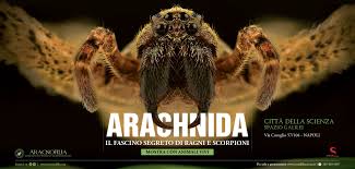 Attēlu rezultāti vaicājumam “Arachnida”