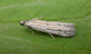 Attēlu rezultāti vaicājumam “Semioscopis avellanella imago”