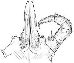 Attēlu rezultāti vaicājumam “Polyzonium germanicum”