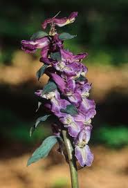 Attēlu rezultāti vaicājumam “Corydalis cava”