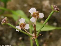 Attēlu rezultāti vaicājumam “Alisma gramineum flower”