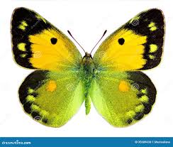 Attēlu rezultāti vaicājumam “Colias croceus”