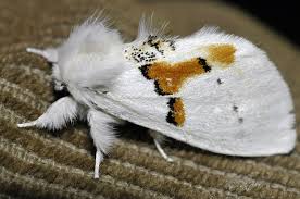 Attēlu rezultāti vaicājumam “Leucodonta bicoloria imago”