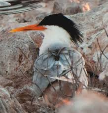 Image result for Sterna acuflavida