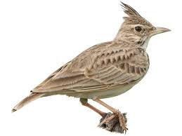 Attēlu rezultāti vaicājumam “Galerida cristata adult”