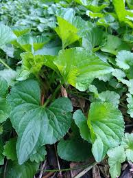 Attēlu rezultāti vaicājumam “Viola odorata leaf”
