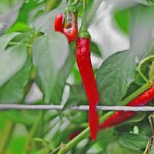 Afbeeldingsresultaat voor joe long cayenne hot pepper