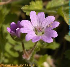 Attēlu rezultāti vaicājumam “Geranium molle”