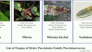 Attēlu rezultāti vaicājumam “Pucciniales”