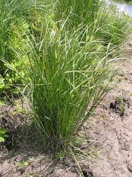 Attēlu rezultāti vaicājumam “Carex vesicaria”