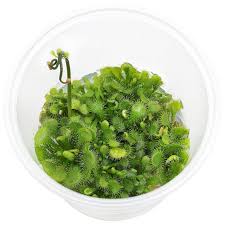 Image result for Drosera