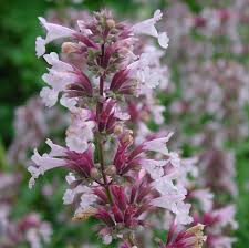 Image result for Katzenminze