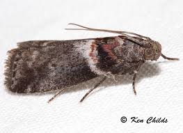 Attēlu rezultāti vaicājumam “Pyralididae”