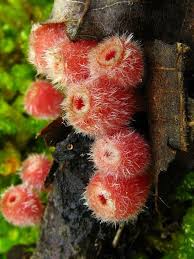 Attēlu rezultāti vaicājumam “Craterocolla cerasi”